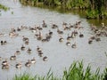 Swimming greylag geese Ã¢â¬â crÃÂ¨che with boy and adult birds